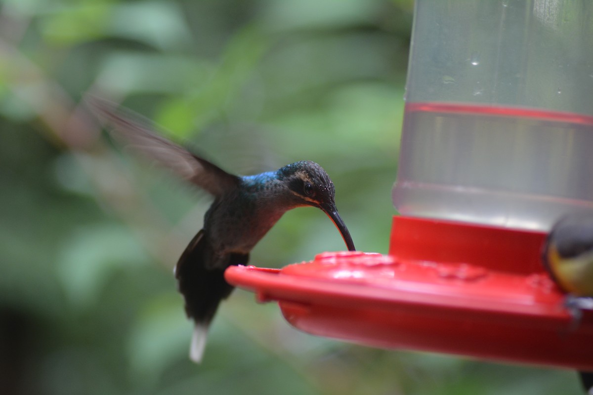 Ерміт зелений - ML645811343