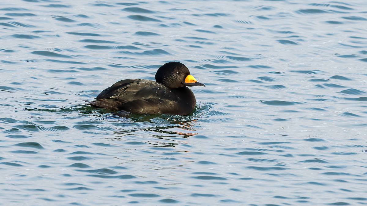 Синьга американська - ML645811346