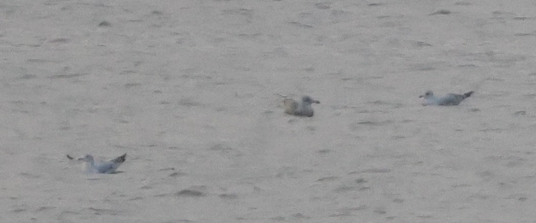 Мартин sp. - ML645811348