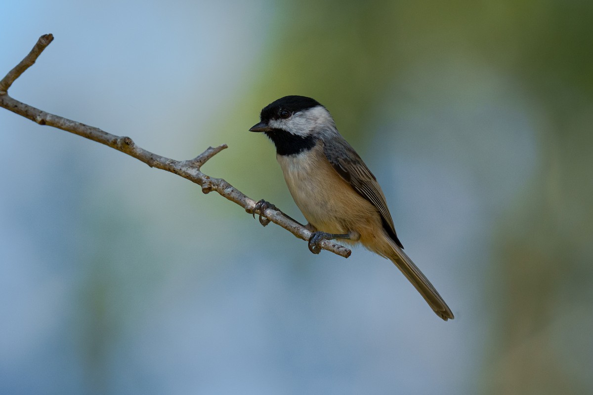 Гаїчка каролінська - ML645811349