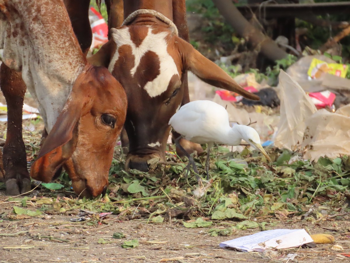 Чапля єгипетська східна - ML645811350