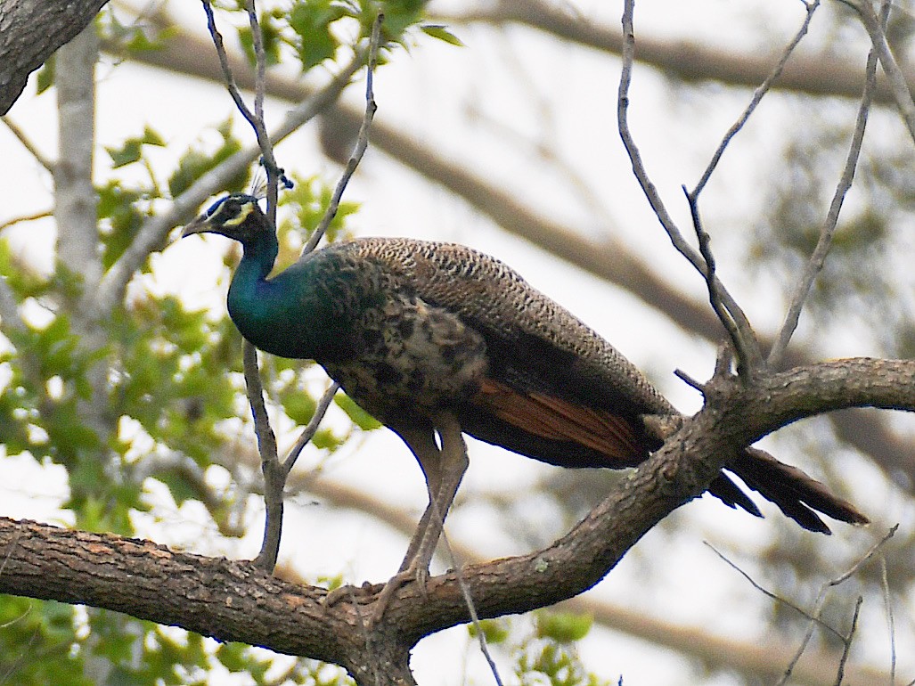 Павич чубатий - ML645811351