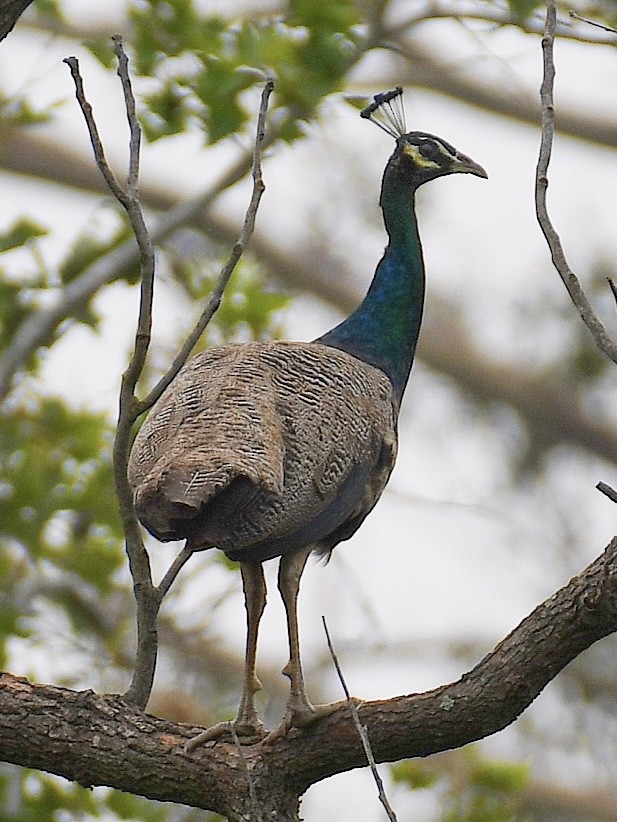 Павич чубатий - ML645811352