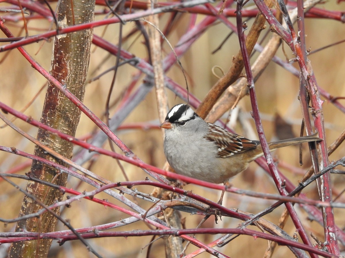 Бруант білобровий - ML645811353