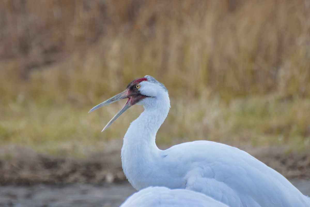 Whooping Crane - ML645811355