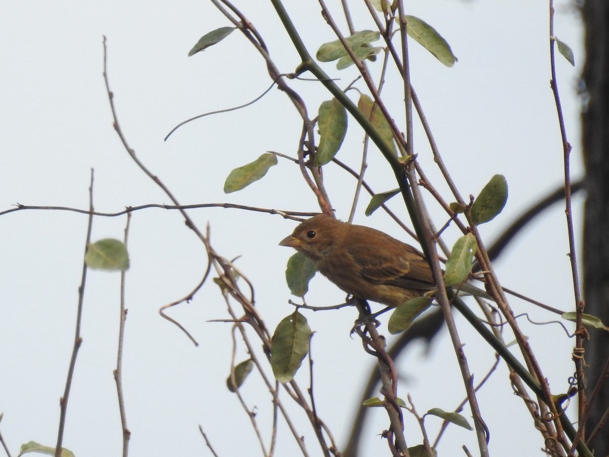 Indigo Bunting - ML645811356