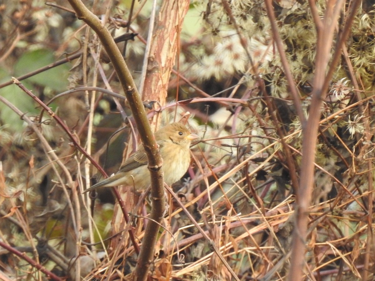 Indigo Bunting - ML645811357
