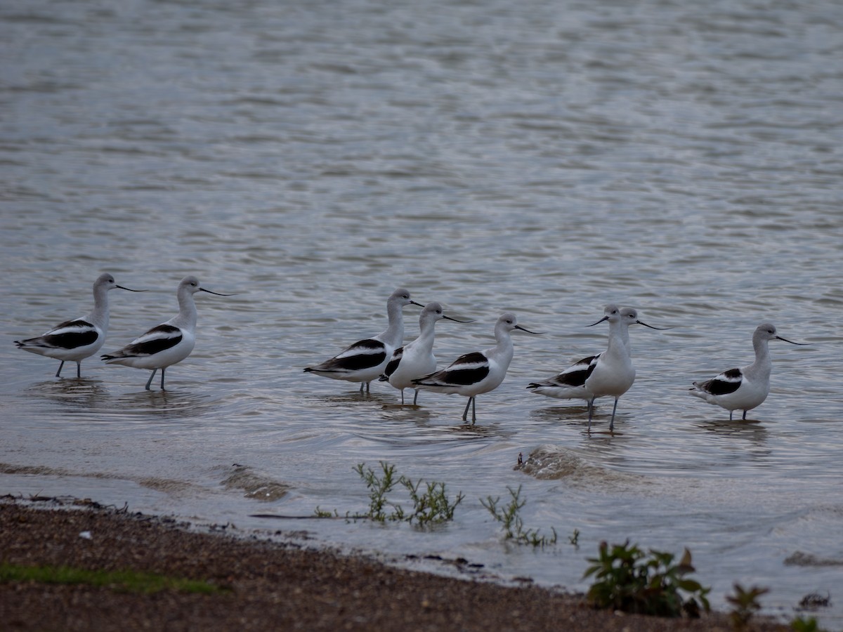 American Avocet - ML645811359