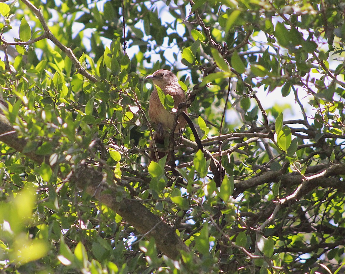 Freckle-breasted Thornbird - ML645811361