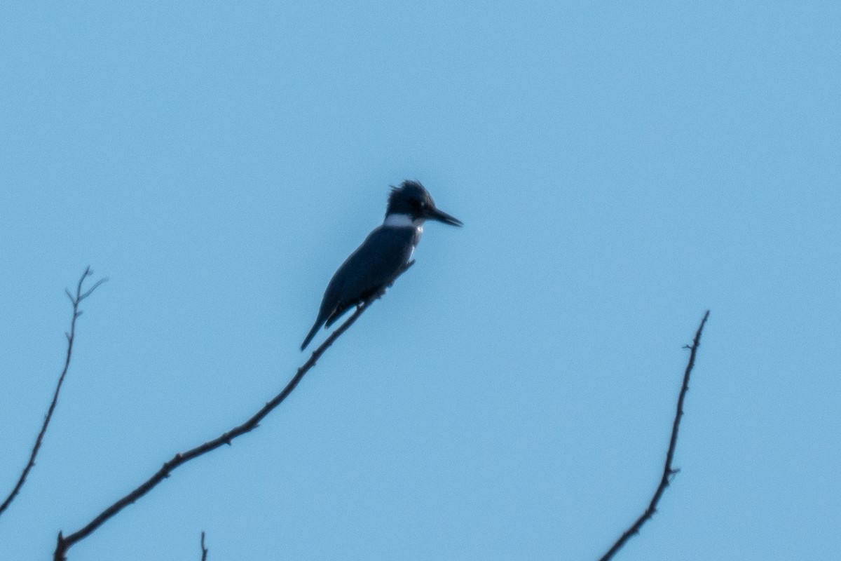 Belted Kingfisher - ML645811365