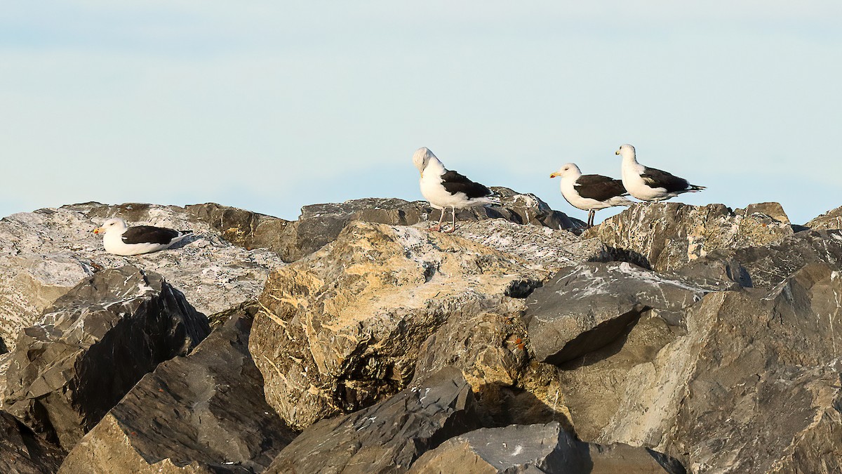 Great Black-backed Gull - ML645811367