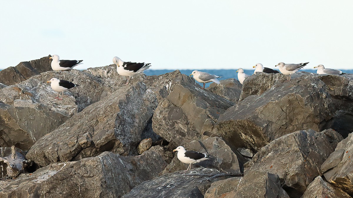 Great Black-backed Gull - ML645811368
