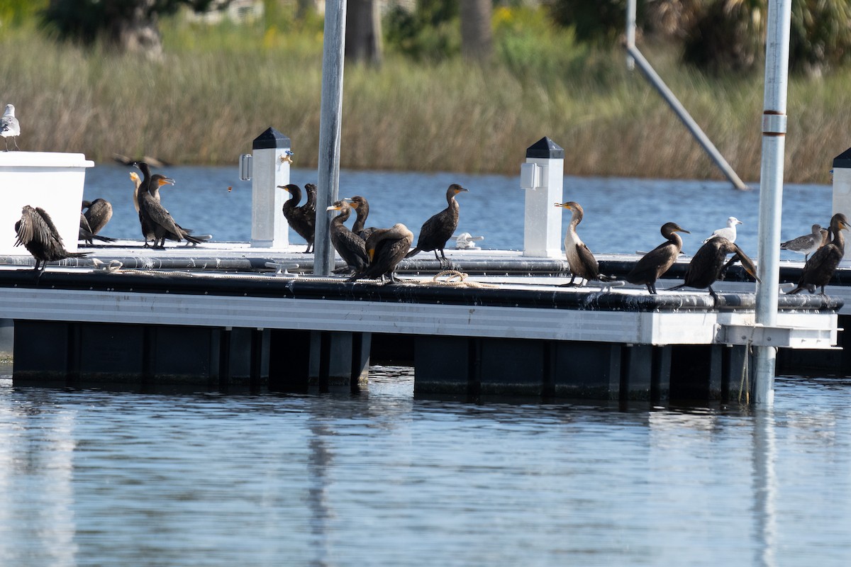 Double-crested Cormorant - ML645811370