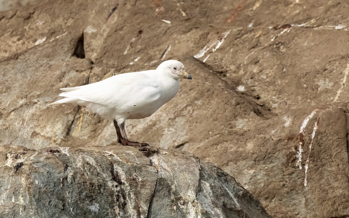 Snowy Sheathbill - ML645811376