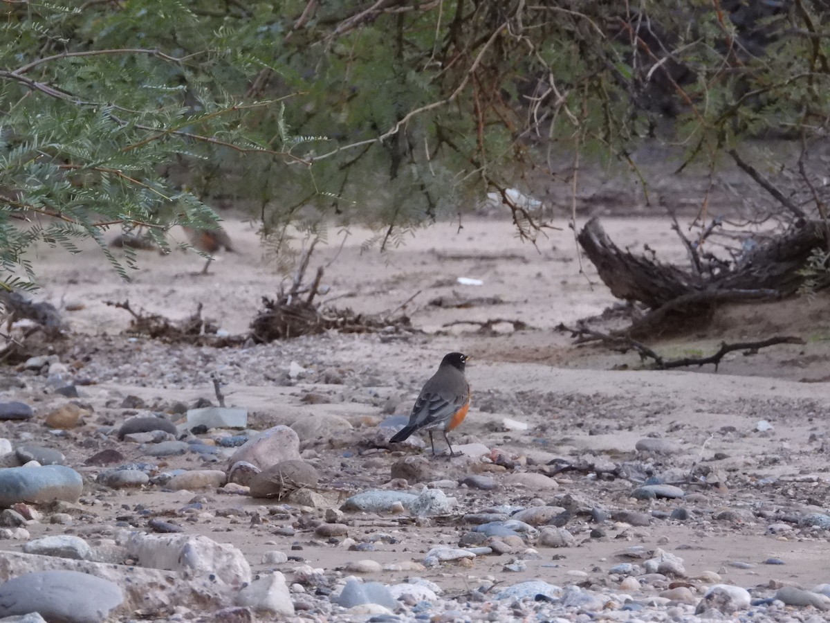 Дрізд мандрівний - ML645811389