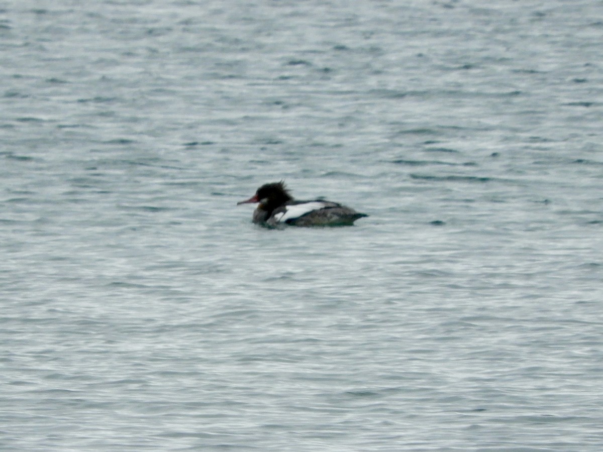 Red-breasted Merganser - ML645811398