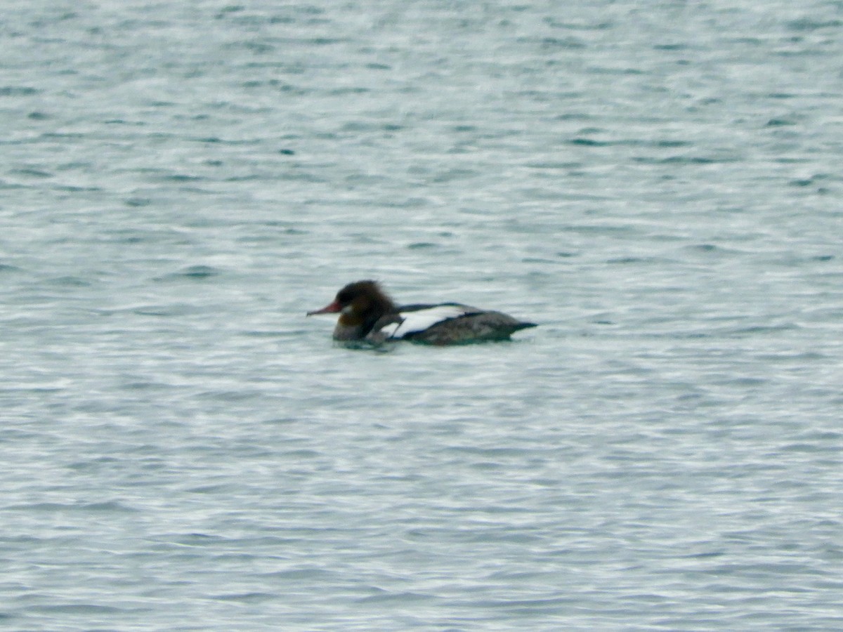 Red-breasted Merganser - ML645811405