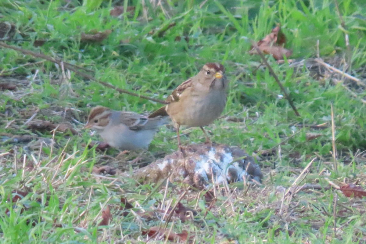 Bruant des plaines - ML645811415