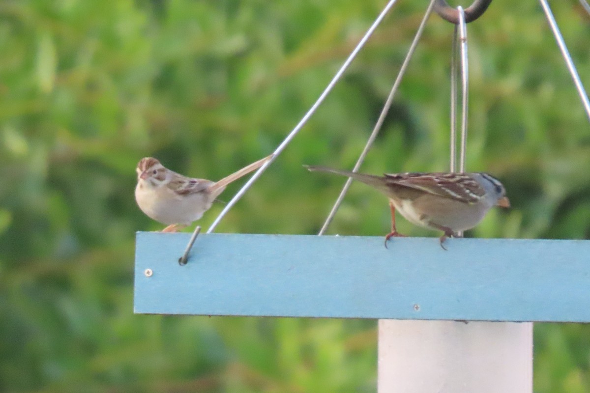 Bruant des plaines - ML645811418