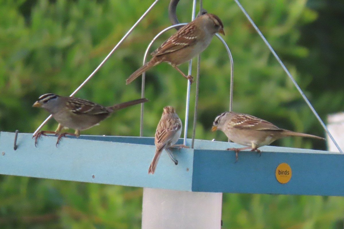 Bruant des plaines - ML645811419