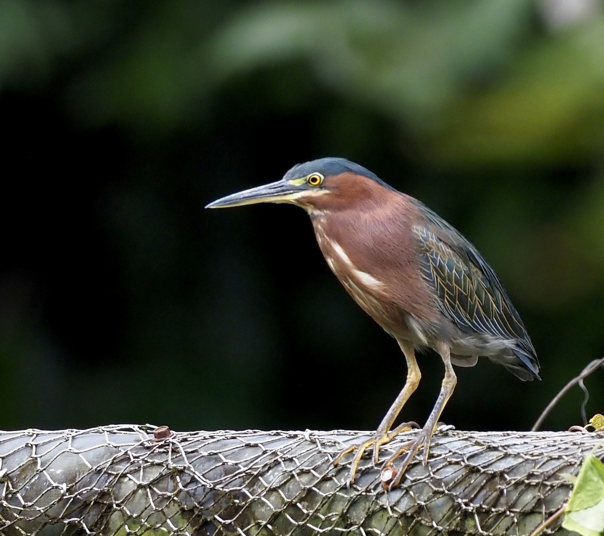 Green Heron - ML645811427