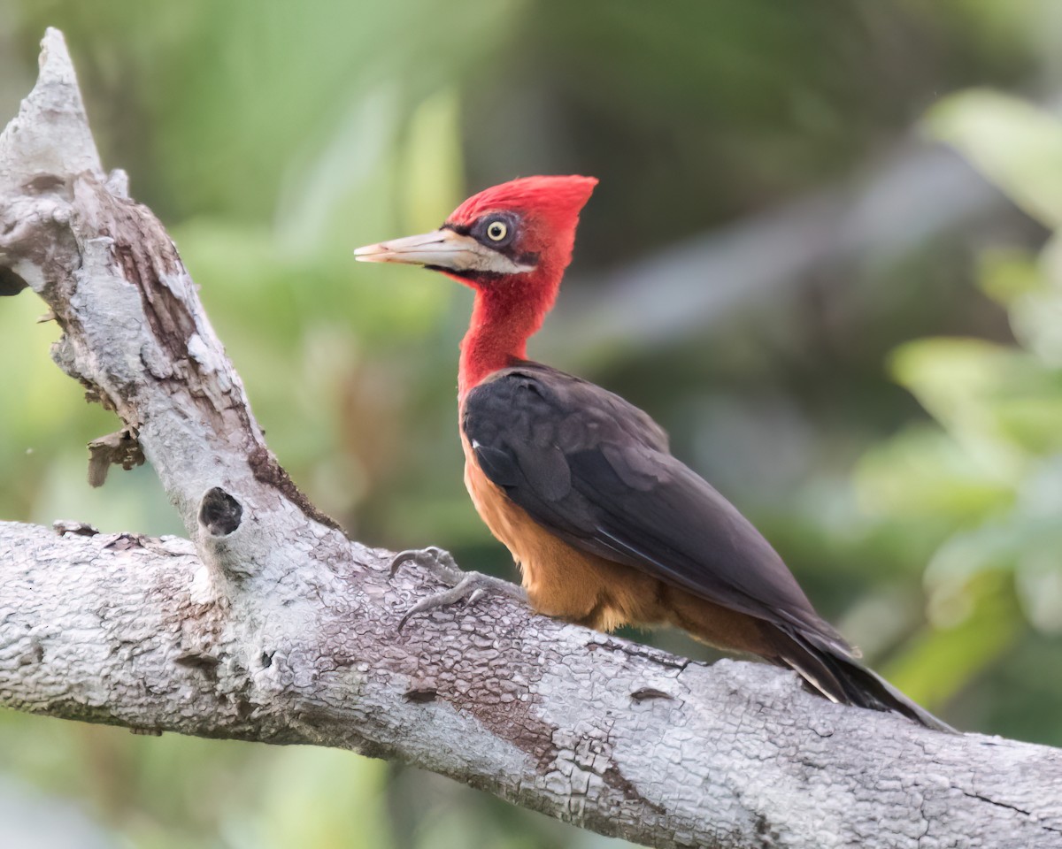 Red-necked Woodpecker - ML645811437