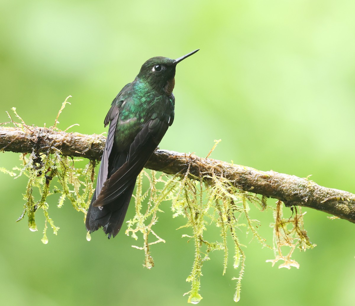 Tourmaline Sunangel - ML645811443