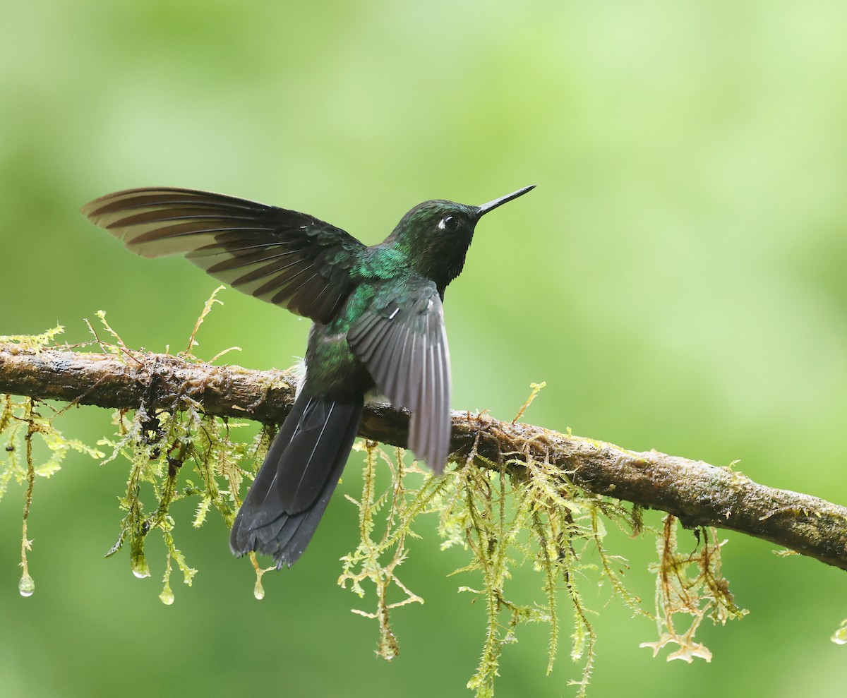 Tourmaline Sunangel - ML645811445