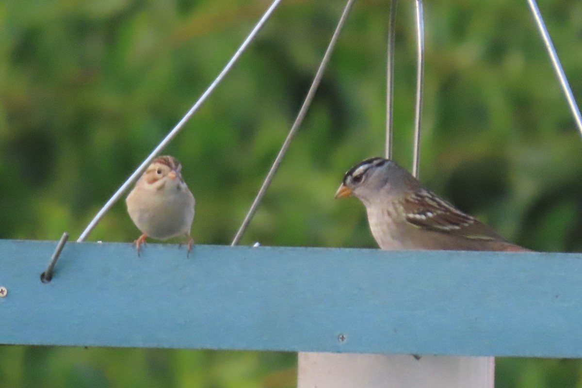 Bruant des plaines - ML645811447