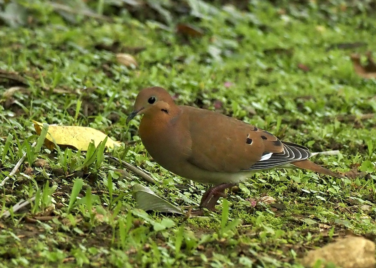 Zenaida Dove - ML645811448