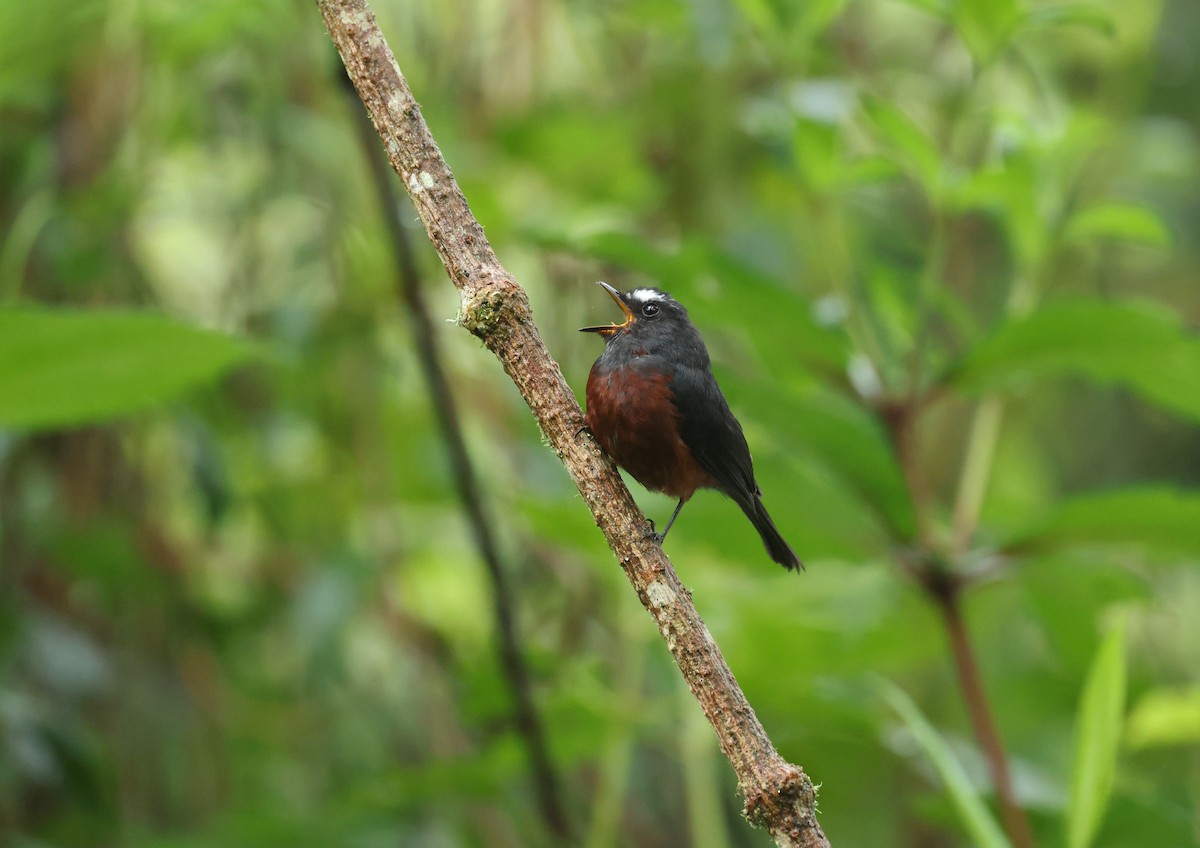Chestnut-bellied Chat-Tyrant - ML645811452