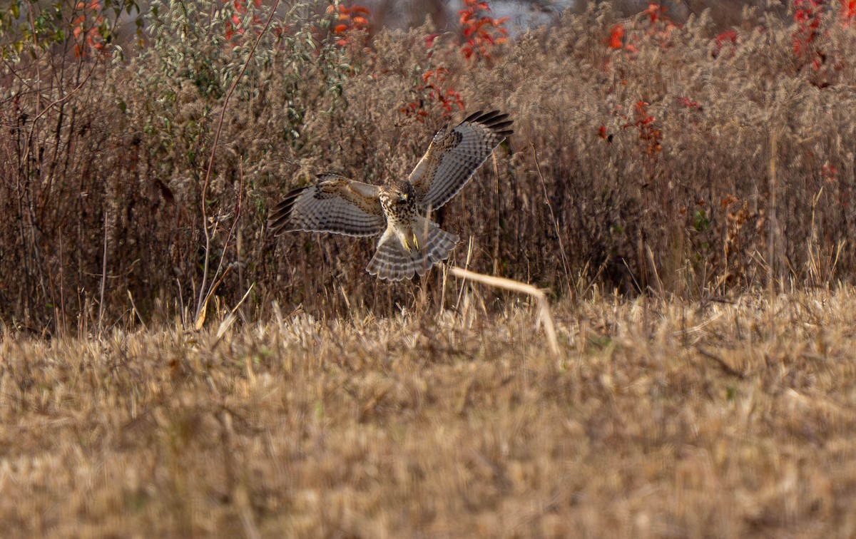 Busardo Pechirrojo - ML645811453