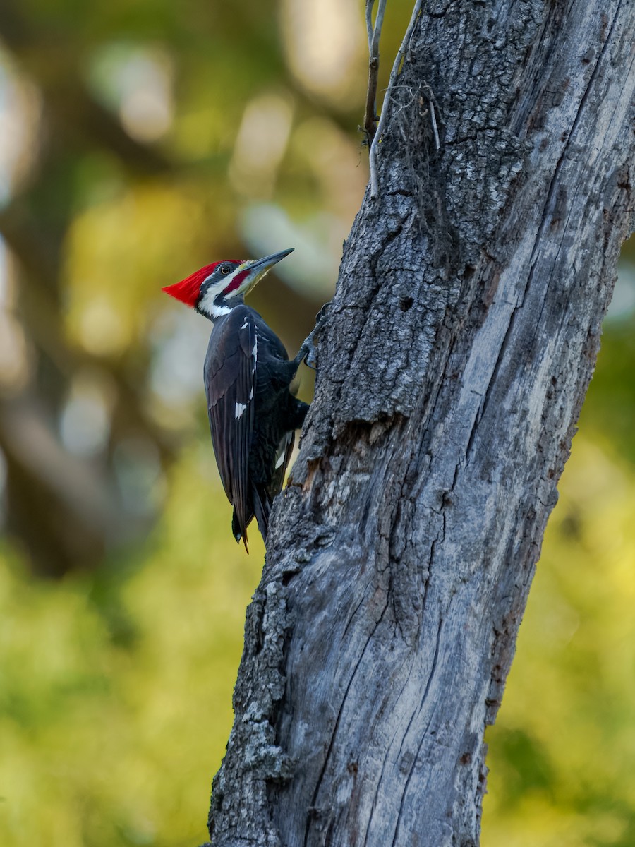 Жовна північна - ML645811463