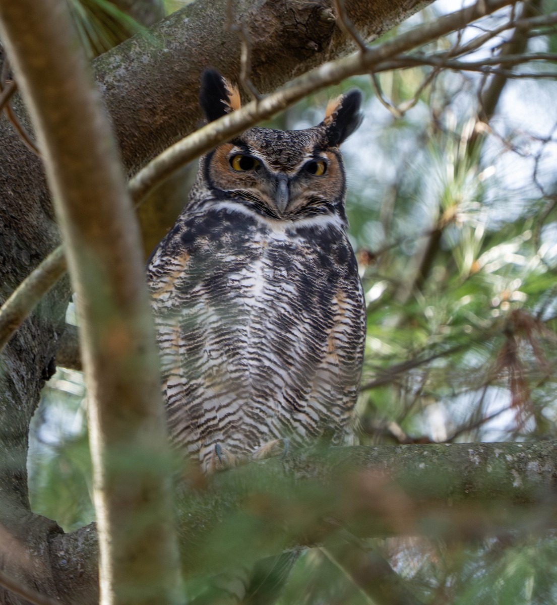 Búho Americano - ML645811469