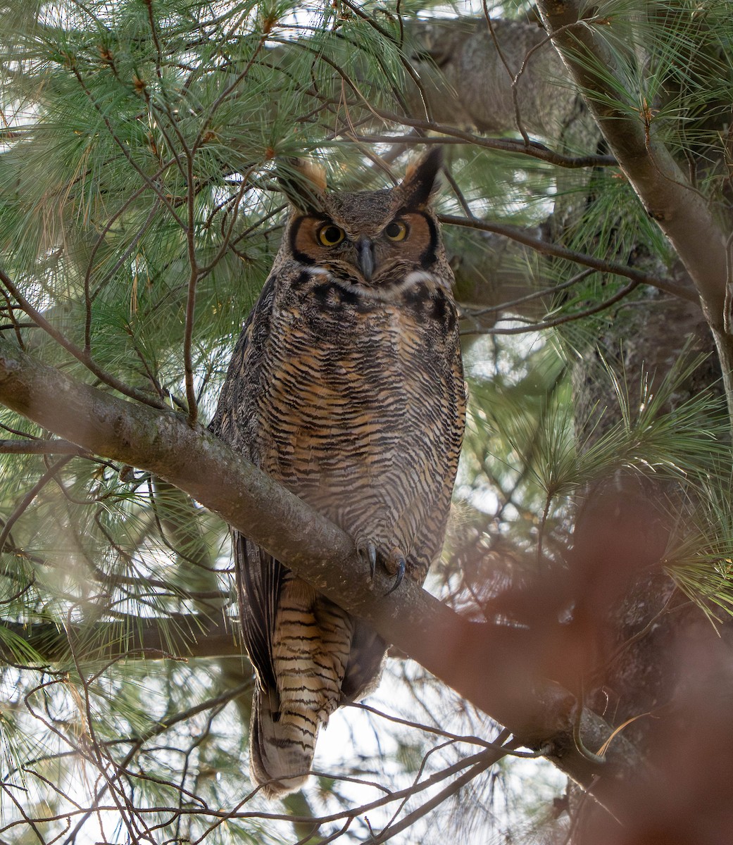 Búho Americano - ML645811470
