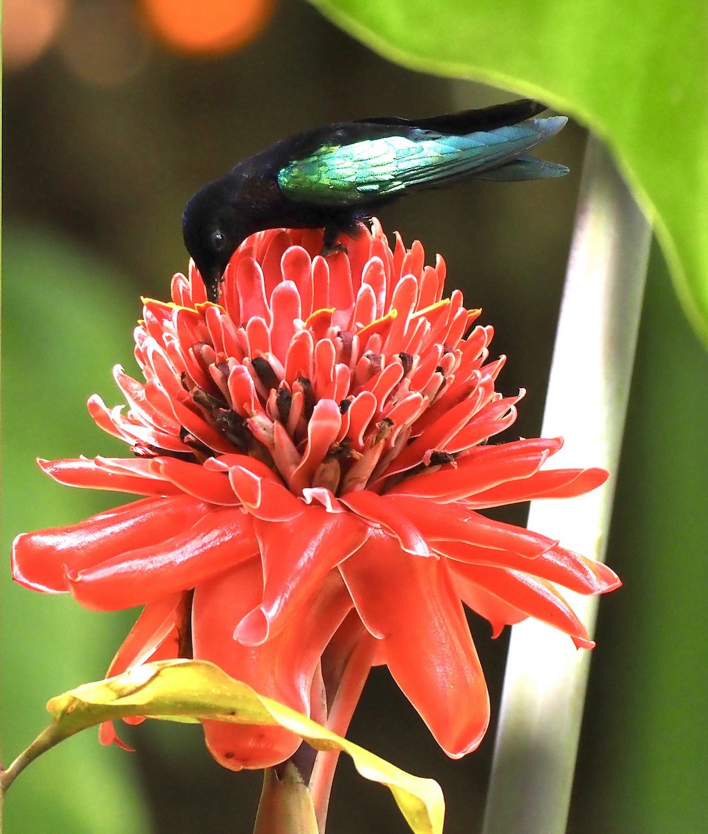 Purple-throated Carib - ML645811472