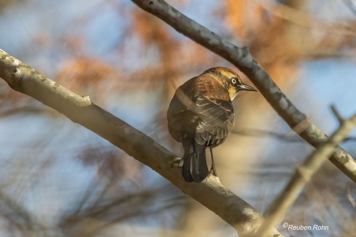 Rusty Blackbird - ML645811476