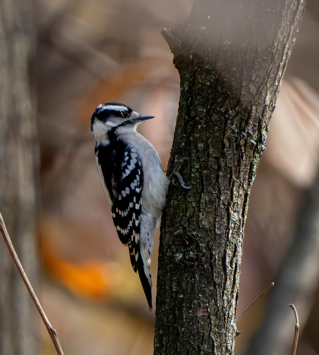 Pico Pubescente - ML645811477