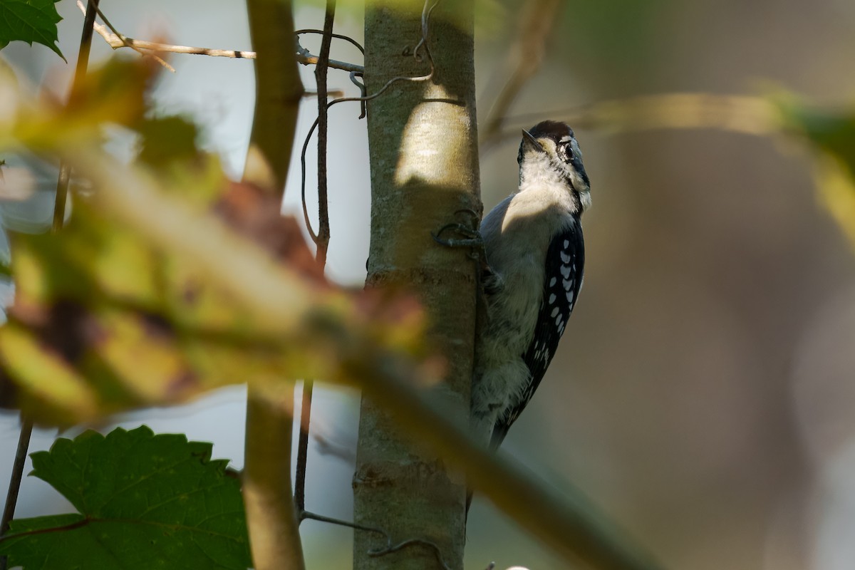 Downy Woodpecker - ML645811480