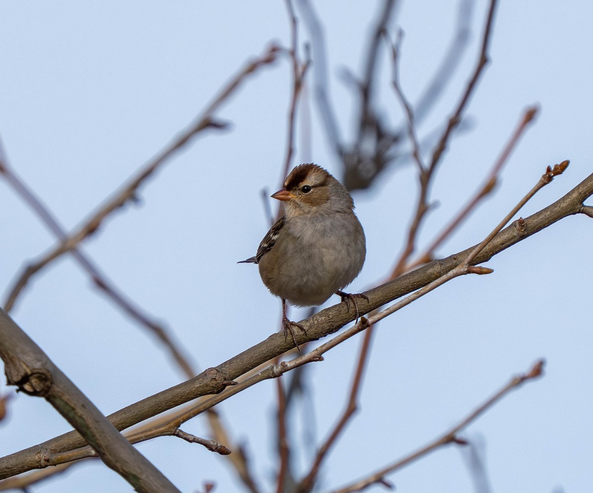 Chingolo Coroniblanco - ML645811484