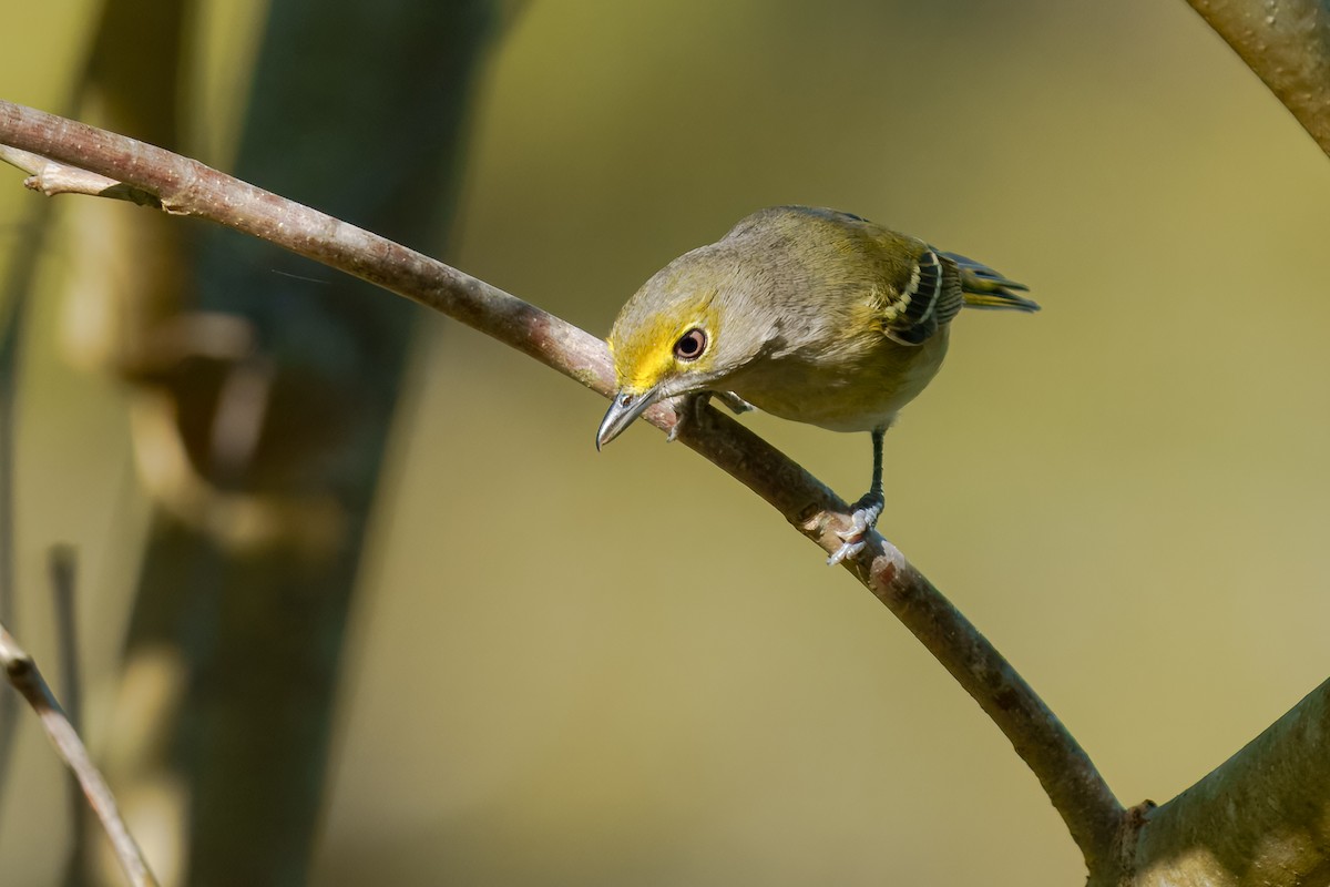 White-eyed Vireo - ML645811485