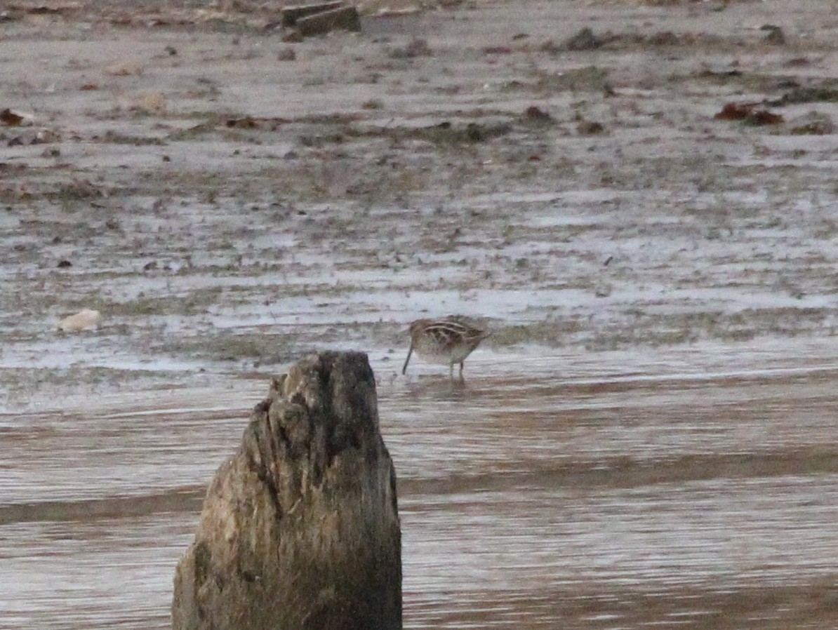 Wilson's Snipe - ML645811490