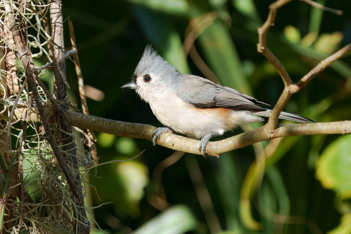 Tufted Titmouse - ML645811494