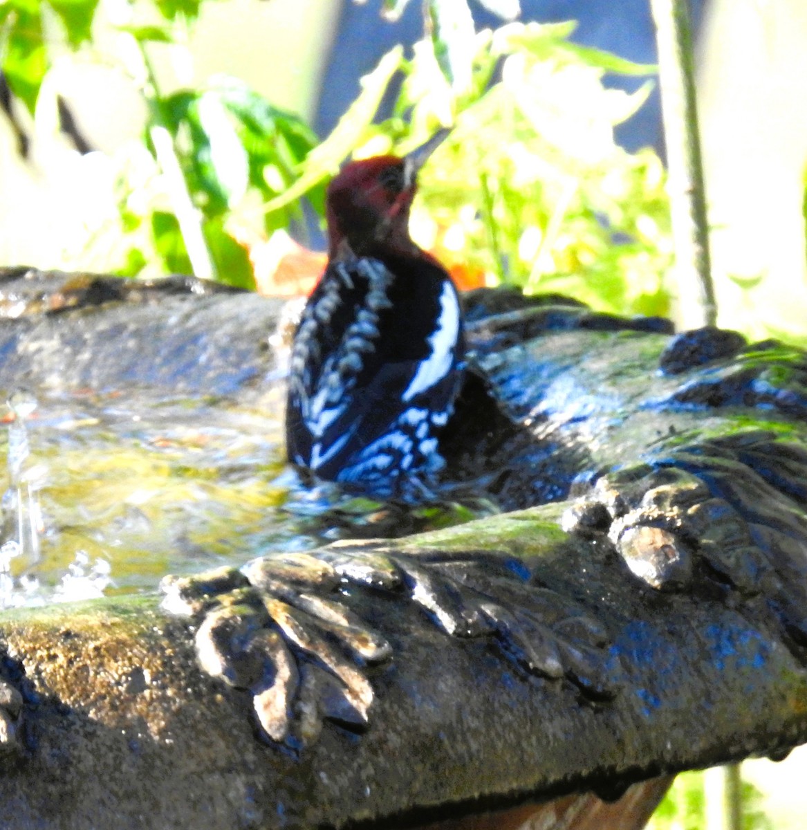 Red-naped x Red-breasted Sapsucker (hybrid) - ML645811504
