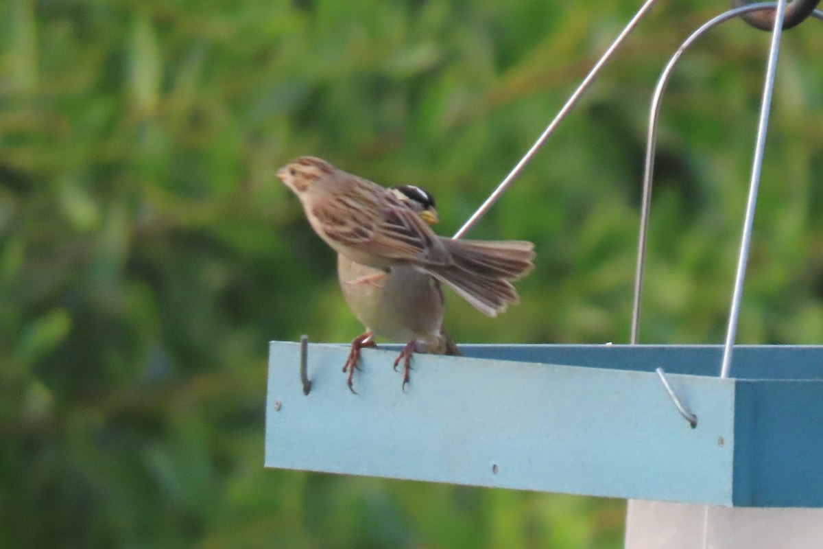 Bruant des plaines - ML645811512