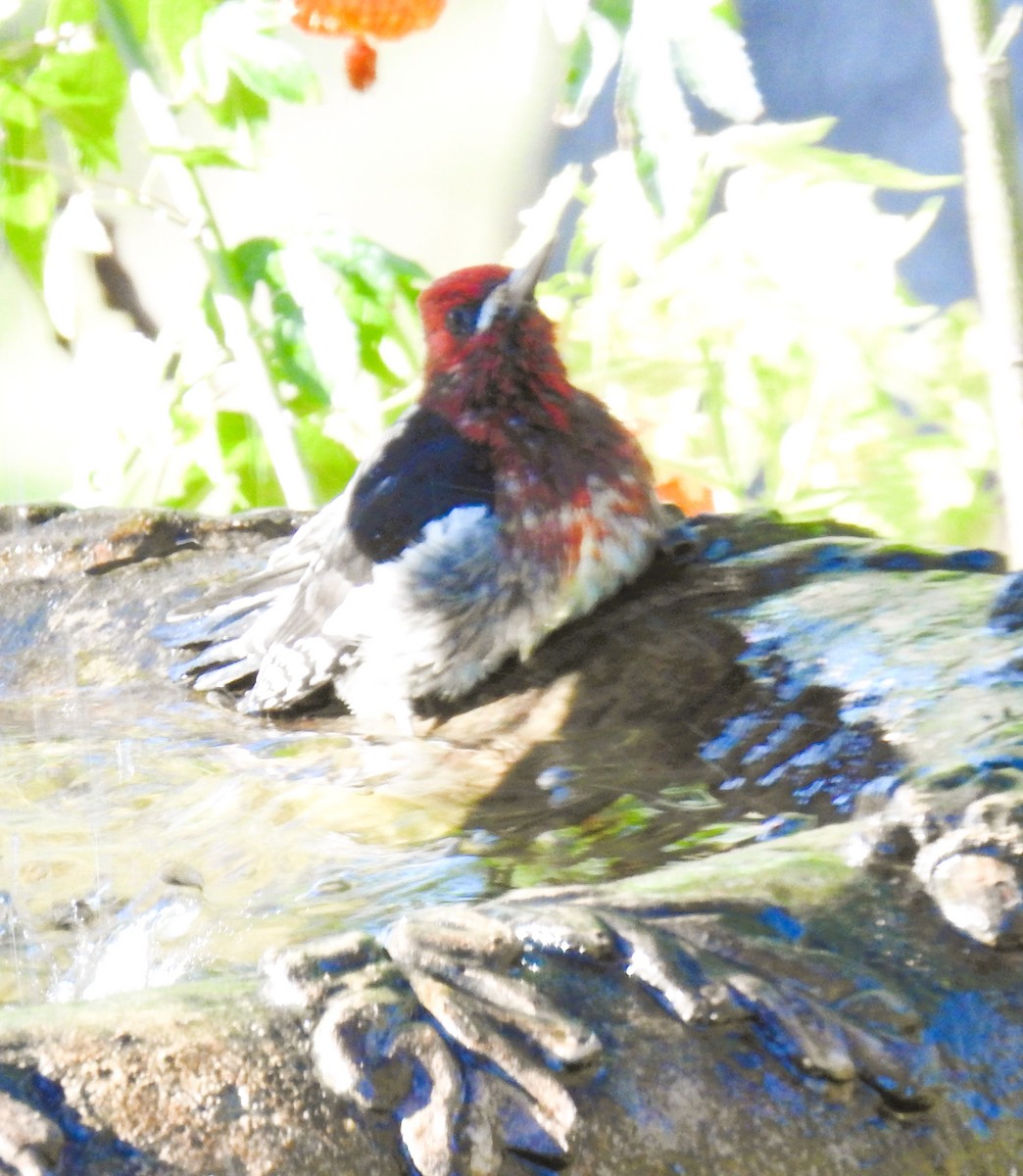 Red-naped x Red-breasted Sapsucker (hybrid) - ML645811514