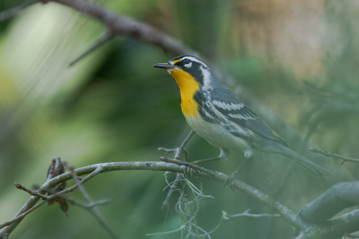 Yellow-throated Warbler - ML645811516