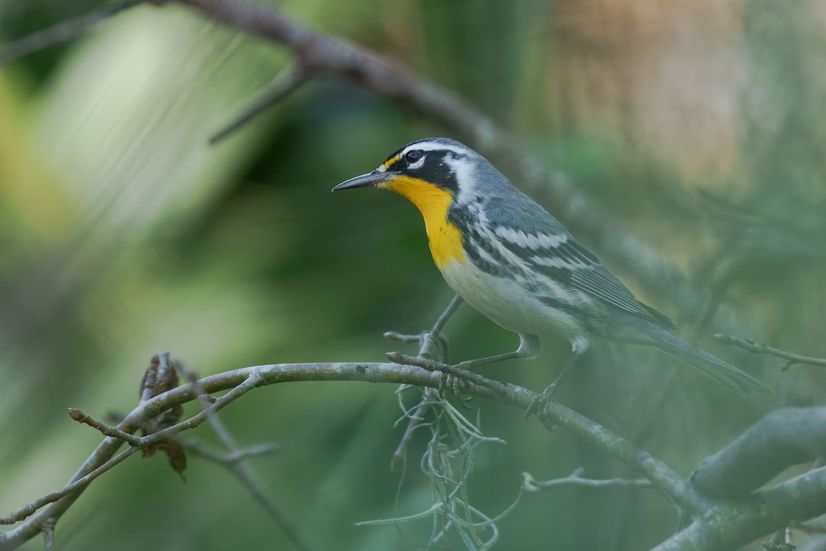 Yellow-throated Warbler - ML645811517
