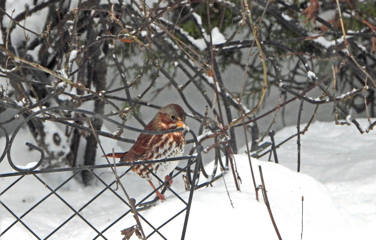Fox Sparrow - ML645811521