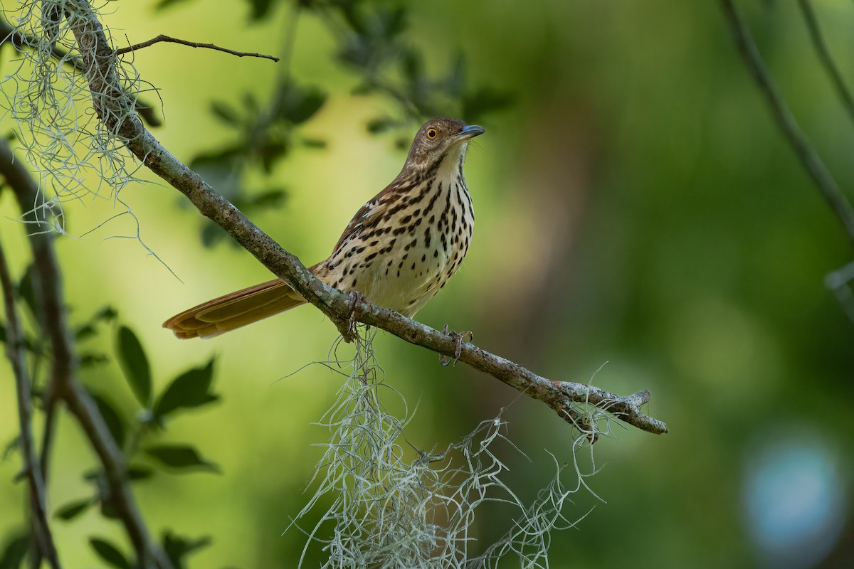 Brown Thrasher - ML645811530